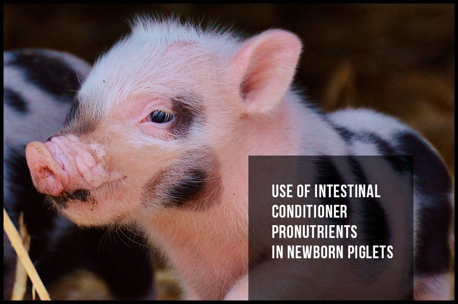 Use of intestinal conditioner pronutrients in newborn piglets