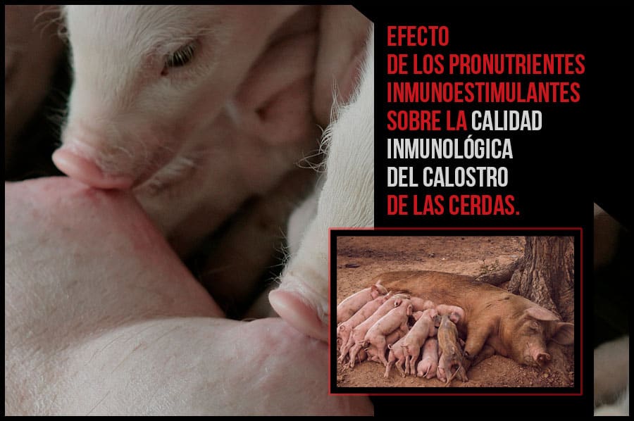Efecto de los pronutrientes inmunoestimulantes sobre la calidad inmunológica del calostro de las cerdas