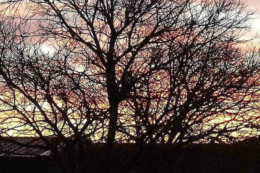 Hibernating tree