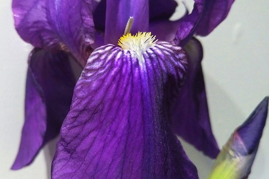 Iris germánica
