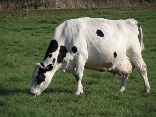 Vaca Raza Razas bovinas especializadas en leche - Rumiantes