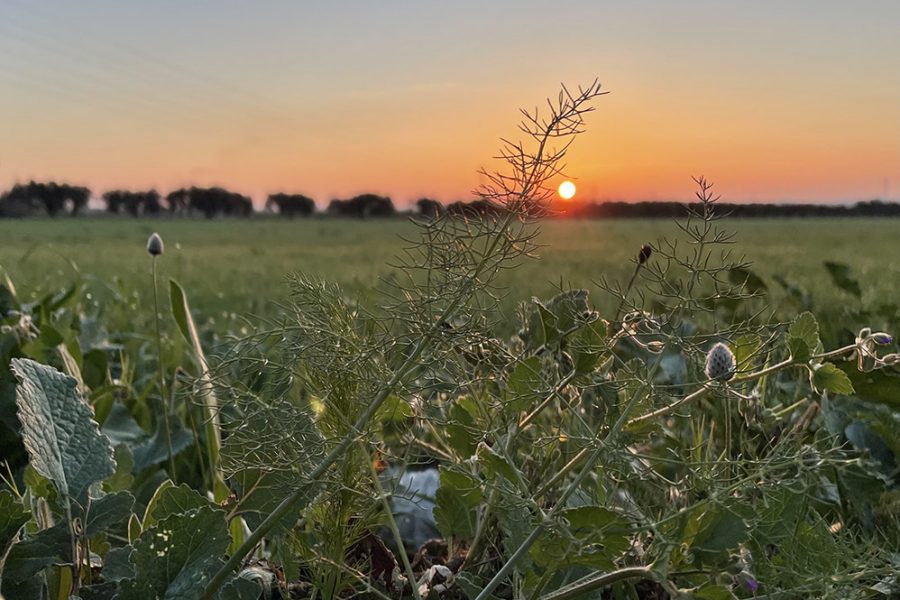 Sunrise in Constanti