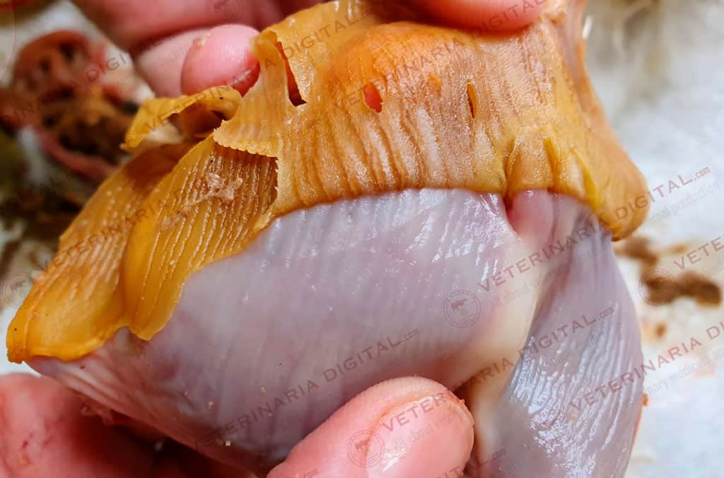 Digestive mycosis in broiler