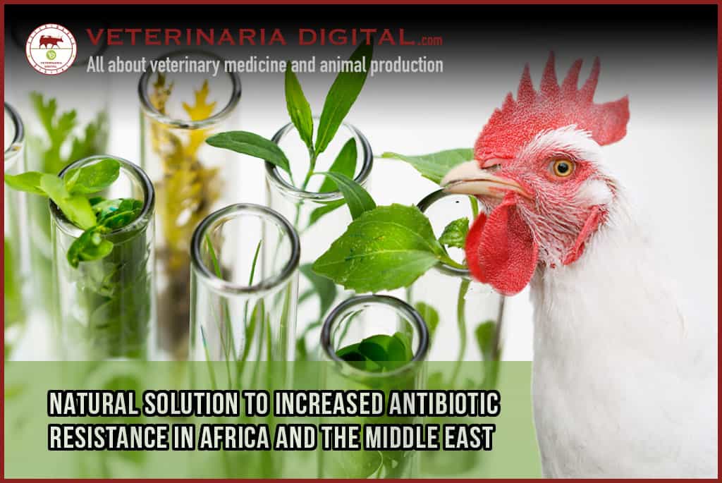 Natural solution to increased antibiotic resistance in Africa and the Middle East