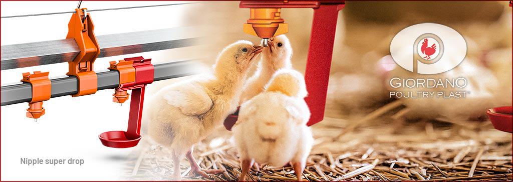 Giordano Poultry Plast feeders and waterers