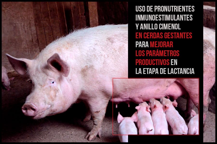 Uso de pronutrientes inmunoestimulantes y anillo cimenol en cerdas gestantes para mejorar los parámetros productivos en la etapa de lactancia