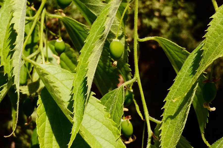 Celtis australis en Cambrils