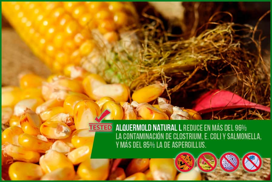 Consiguen reducir en más del 96% la contaminación de Clostridium, E. coli y Salmonella