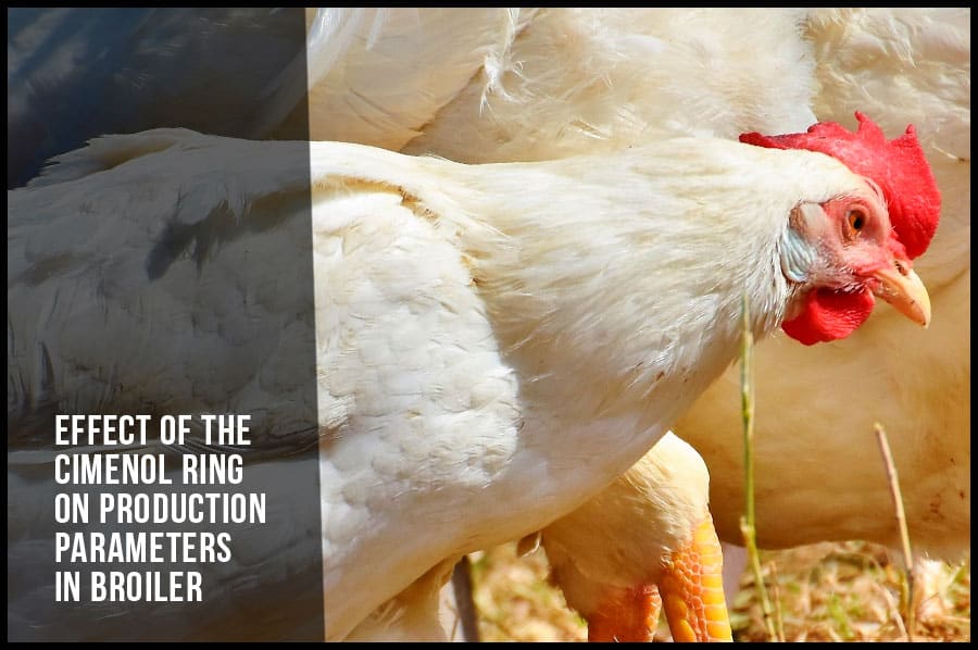 Effect of the cimenol ring on production parameters in broiler