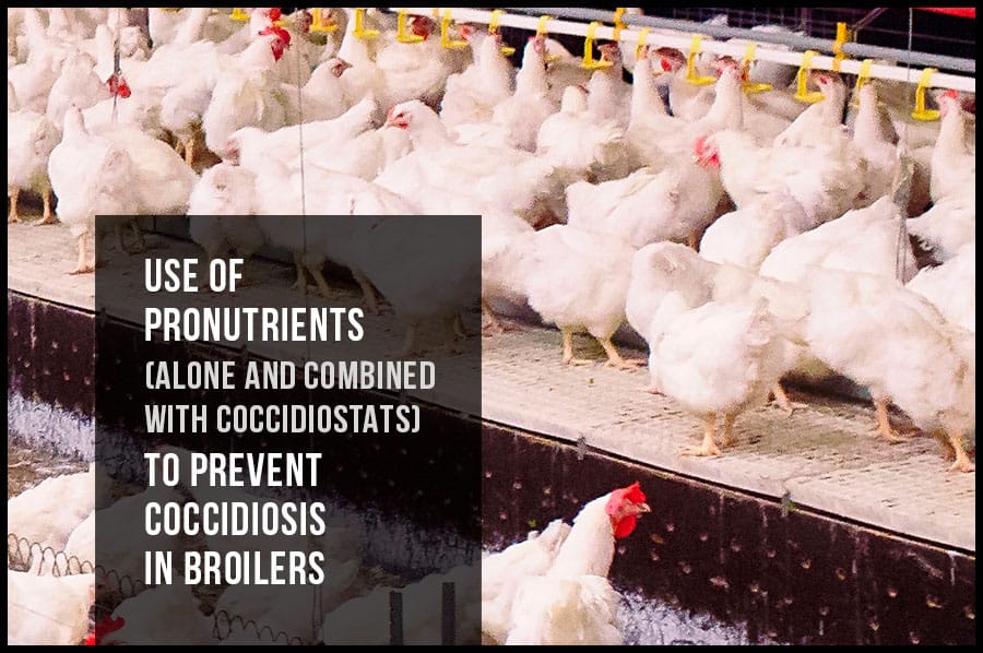Use of pronutrients (alone and combined with coccidiostats) to prevent coccidiosis in broilers