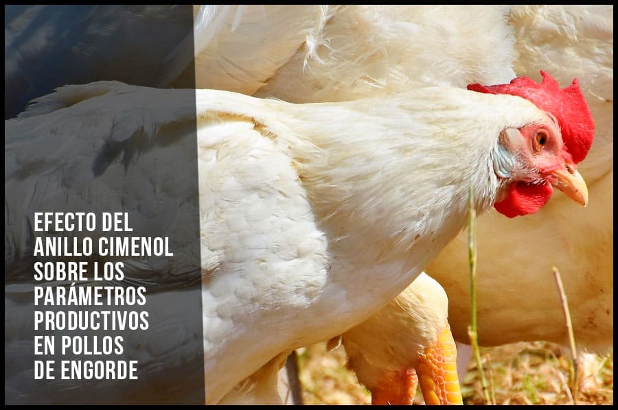 Efecto del anillo cimenol sobre los parámetros productivos en pollos de engorde