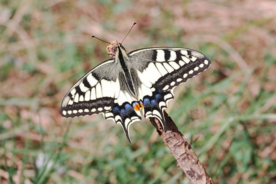 Papilio machaon