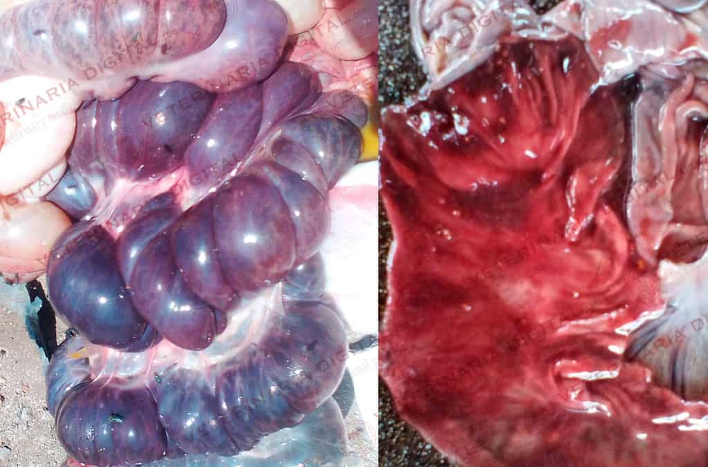 Lesiones intestinales en porcino