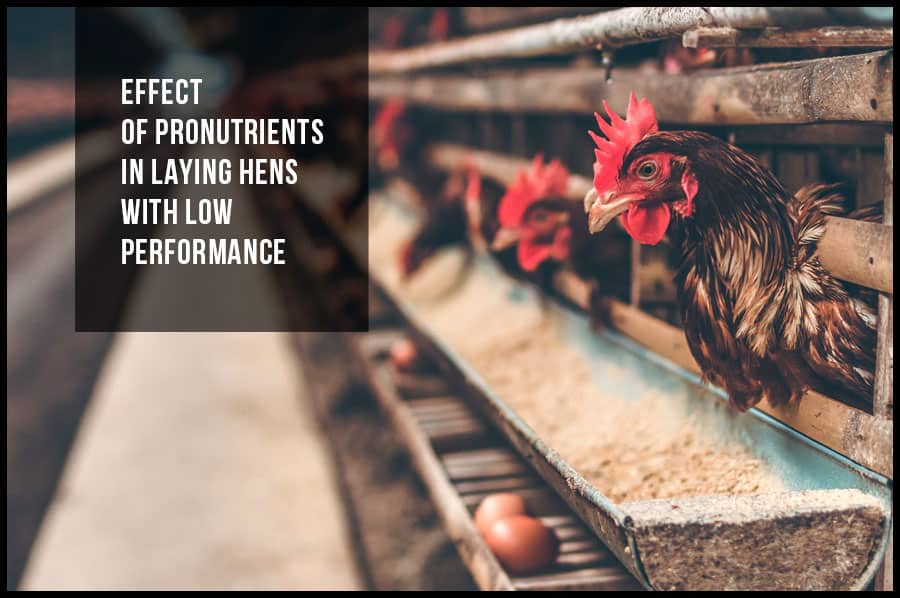 Effect of pronutrients in laying hens with low performance