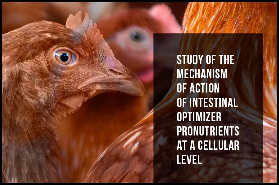 Study of the mechanism of action of intestinal optimizer pronutrients at a cellular level