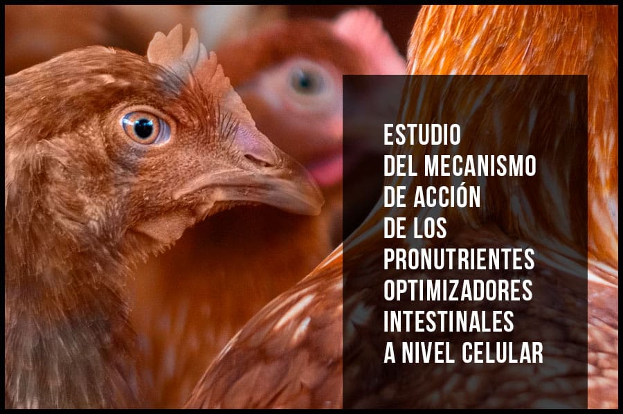 Estudio del mecanismo de acción de los pronutrientes optimizadores intestinales a nivel celular
