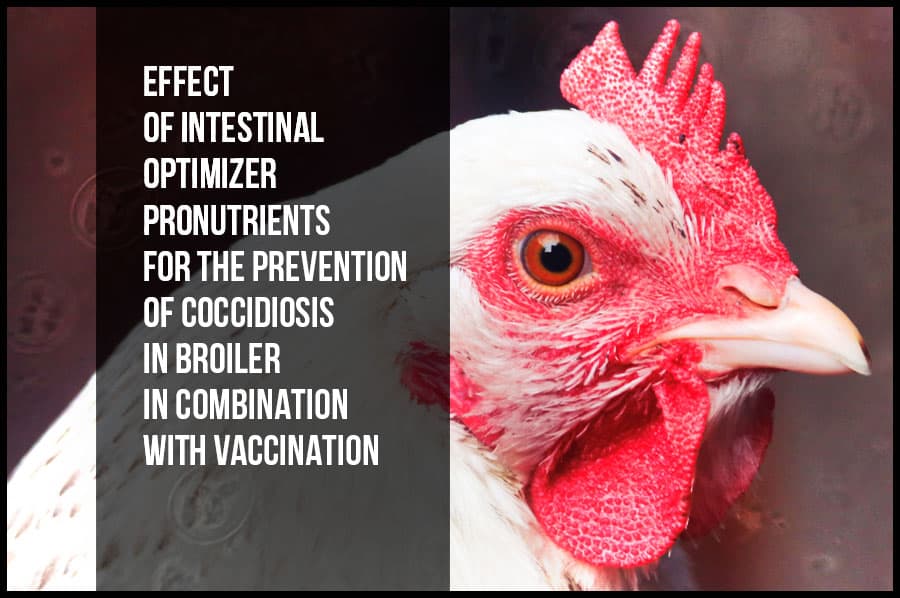 Effect of intestinal optimizer pronutrients for the prevention of coccidiosis in broiler in combination with vaccination