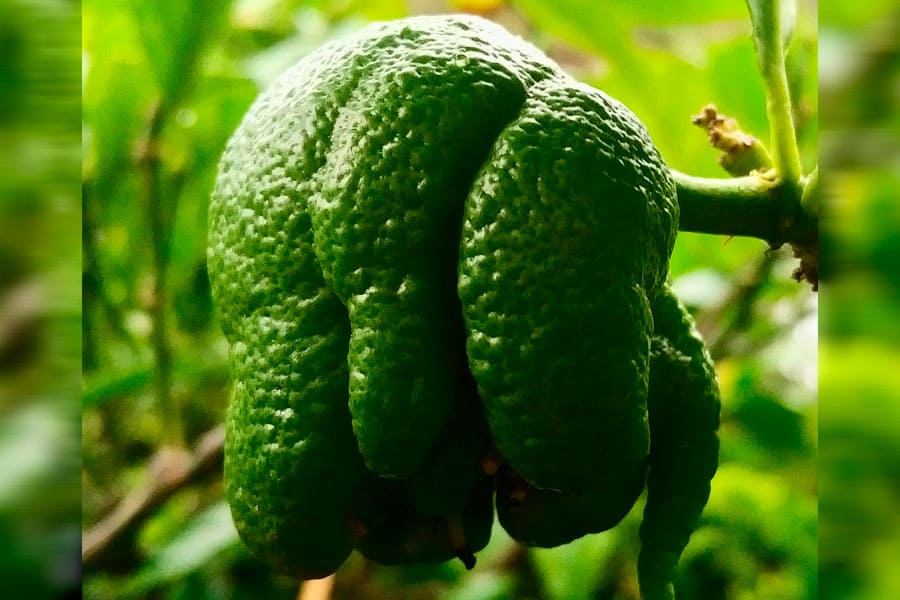 Citrus medica, sarcodactylis variety