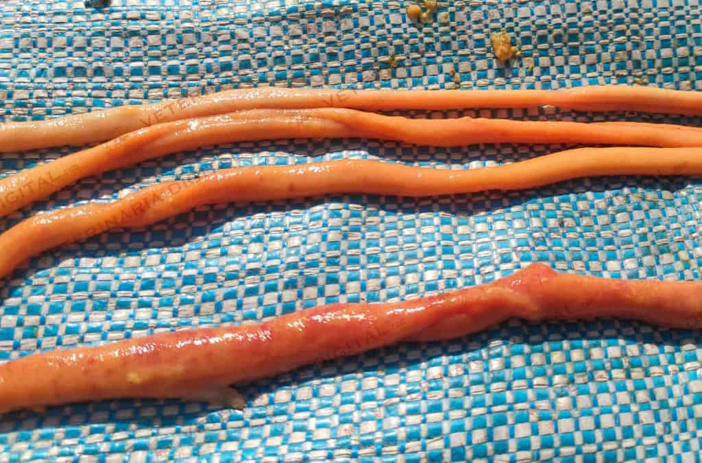 Enteritis en broiler