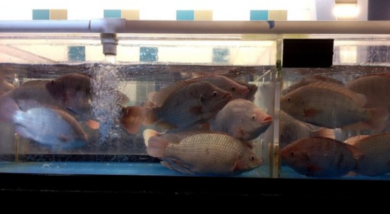 Tilapia reproductive cycle (Oreochromis niloticus) - Aquaculture