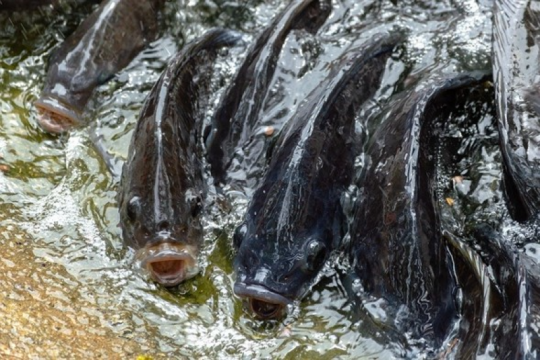 Tilapia reproductive cycle (Oreochromis niloticus) - Aquaculture