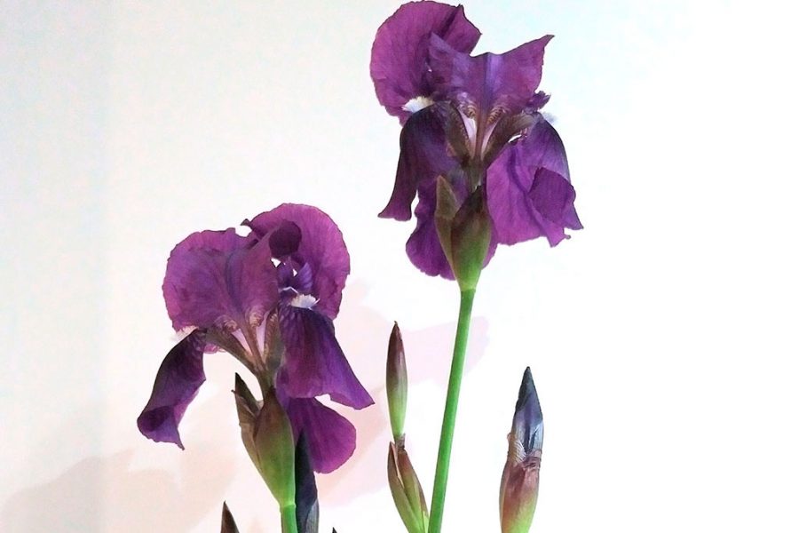 Iris germánica