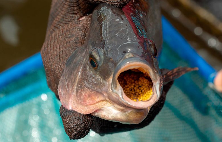 Tilapia reproductive cycle (Oreochromis niloticus) - Aquaculture