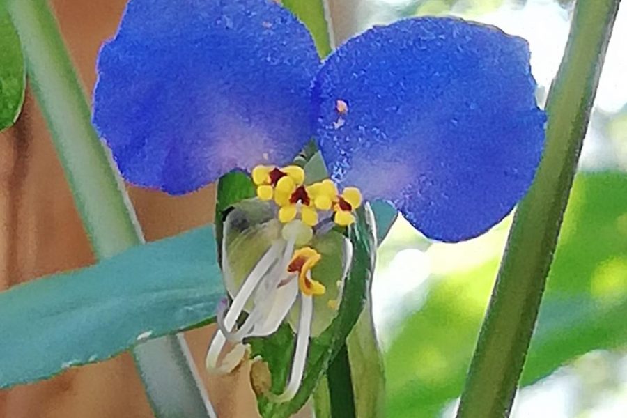 Commelina Communis