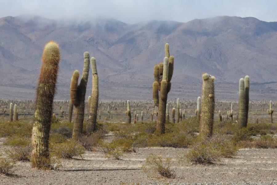 Los Cardones