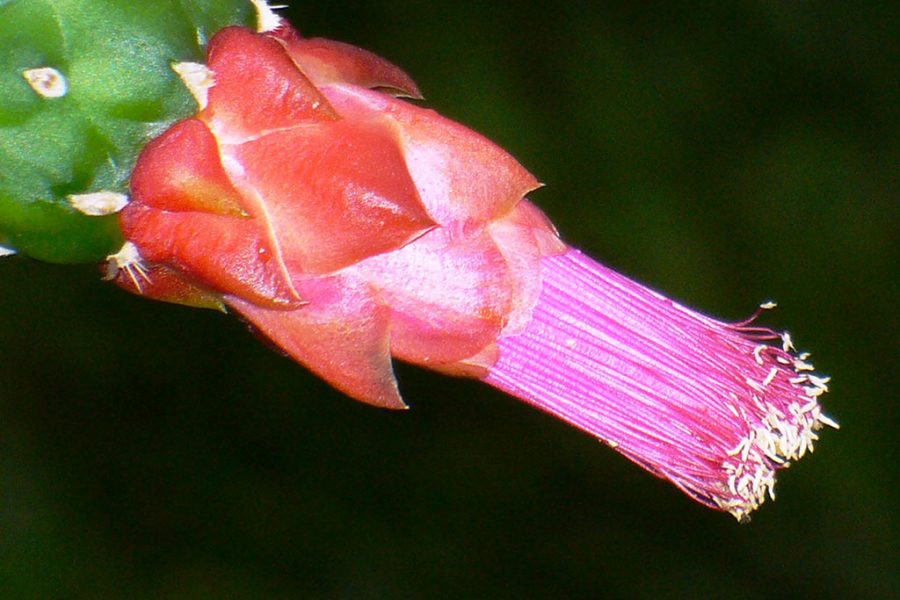 Opuntia cochenillifera