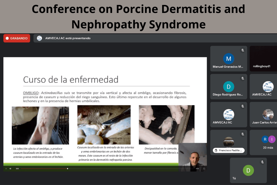 Conference on Porcine Dermatitis and Nephropathy Dermatitis Syndrome at AMVECAJ