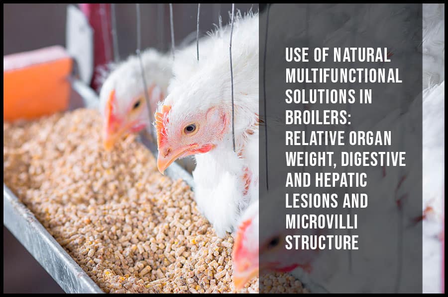 Use of natural multifunctional solutions in broilers: relative organ weight, digestive and hepatic lesions and microvilli structure