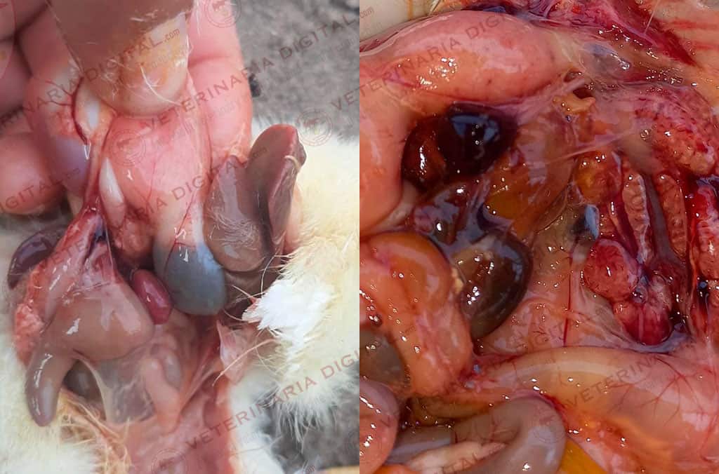 Infectious Bronchitis in broiler