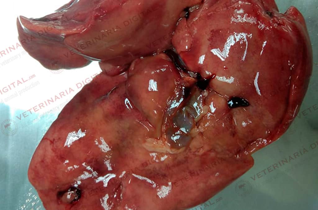 Avian hepatitis