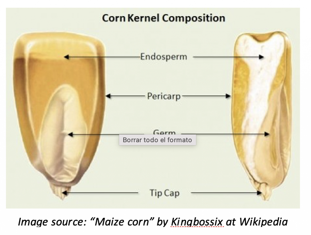Maize corn
