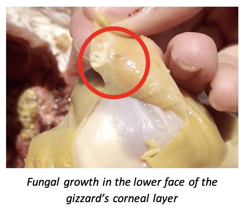 Fungal growth in the lower face of the gizzard’s corneal layer