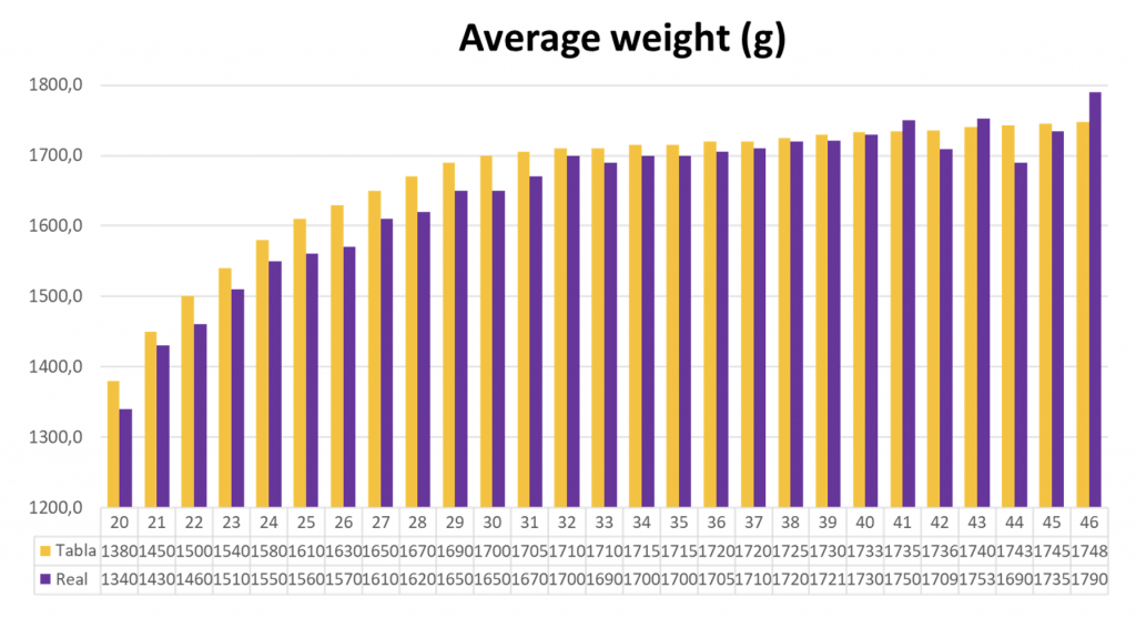 Chart 3. Average weight (g) of the treated flock (“REAL”, in purple) and breed standard (“TABLA”, in yellow) during the laying period.