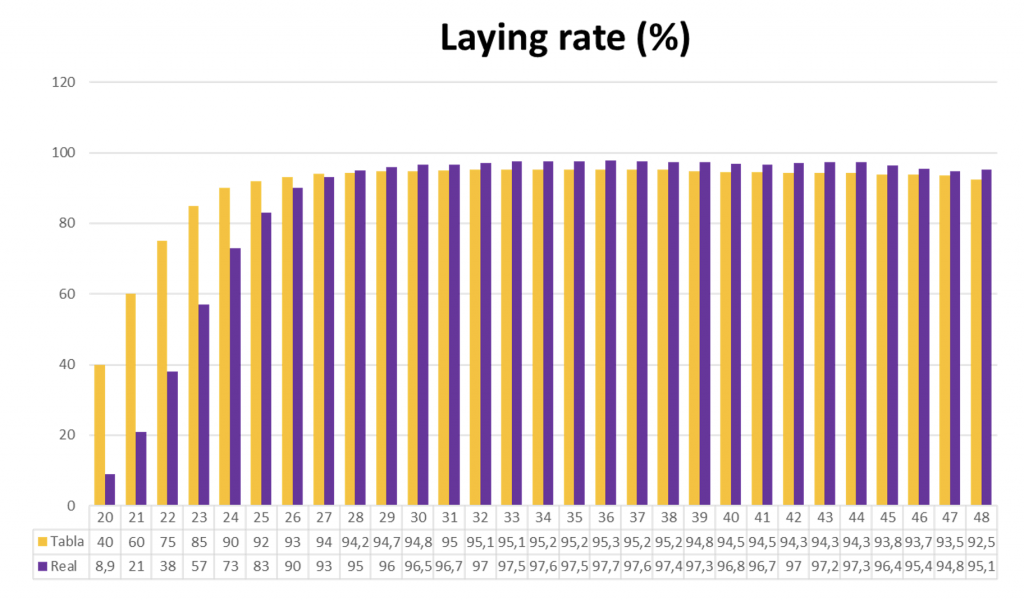 Chart 4. Average laying rate (%) of the treated flock (“REAL”, in purple) and the breed standard (“TABLA”, in yellow).