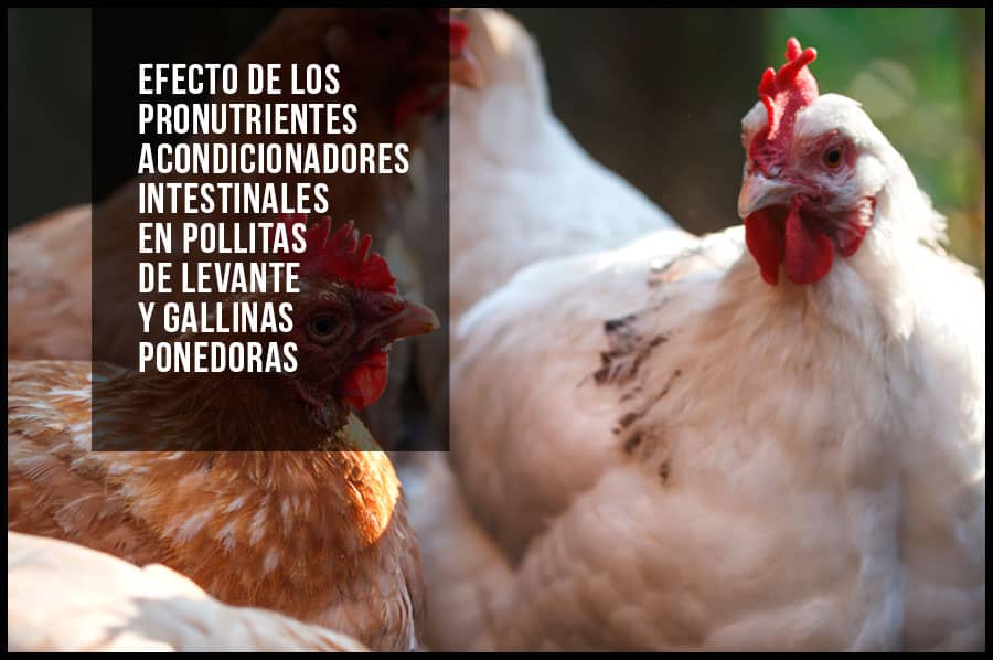 Efecto de los pronutrientes acondicionadores intestinales en pollitas de levante y gallinas ponedoras