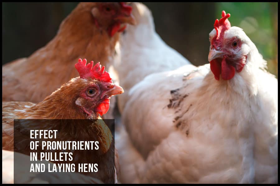 Effect of pronutrients in pullets and laying hens