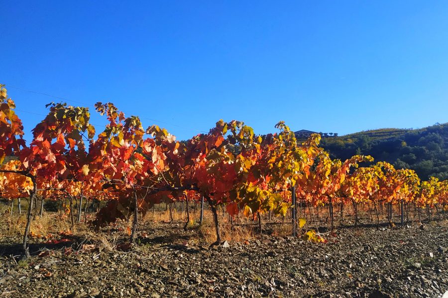 Viñas en otoño