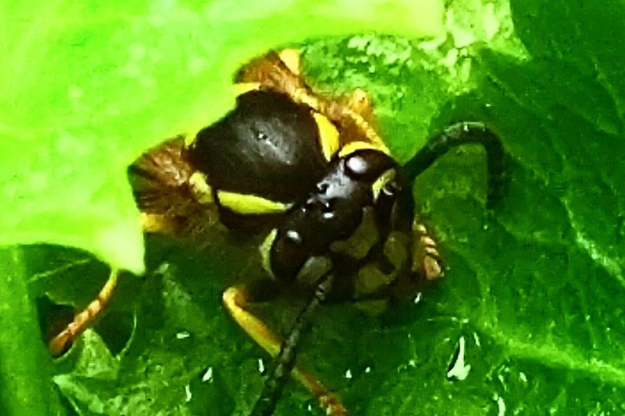 Avispa bebiendo agua