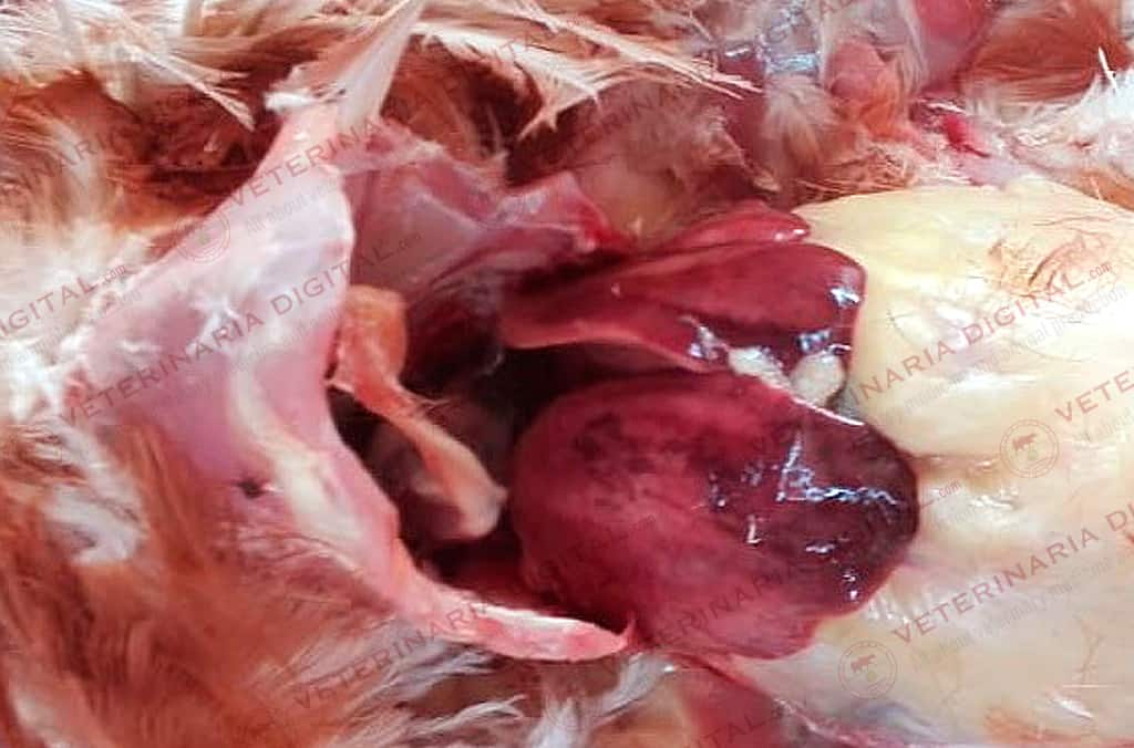 Friable and hemorrhagic liver in layers