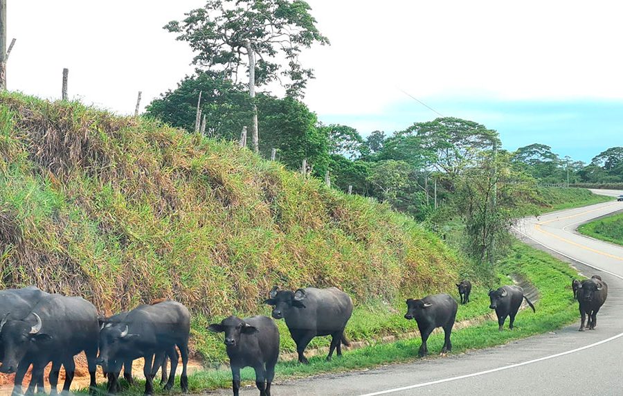 Búfalos de agua, Bubalus bubalis, en la carretera.