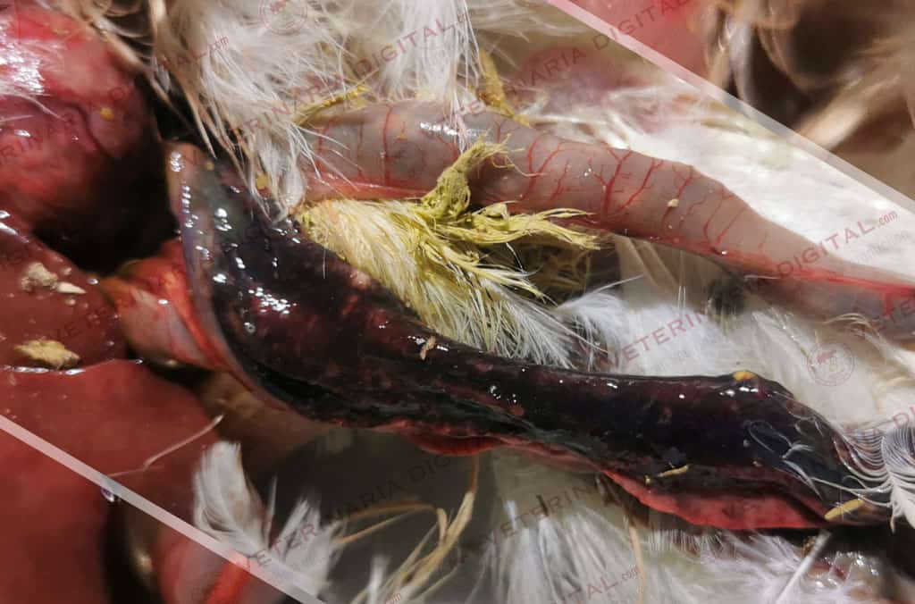 Ulcerative enteritis in broiler