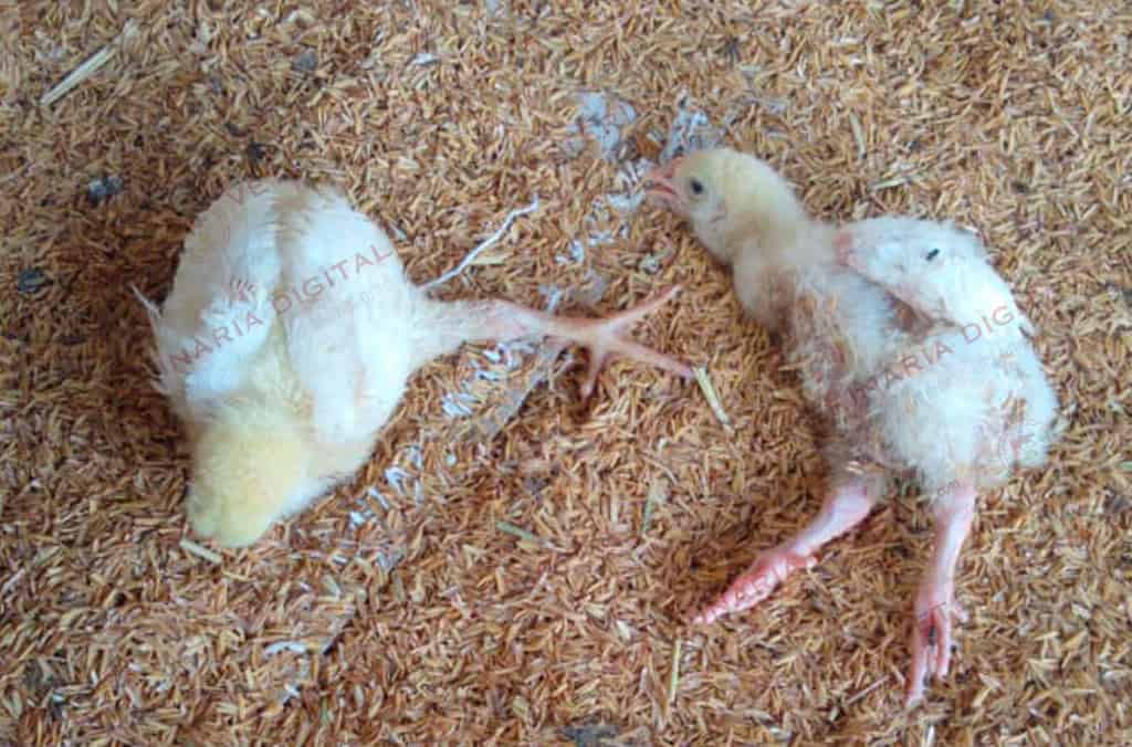 Cojera unilateral en broiler