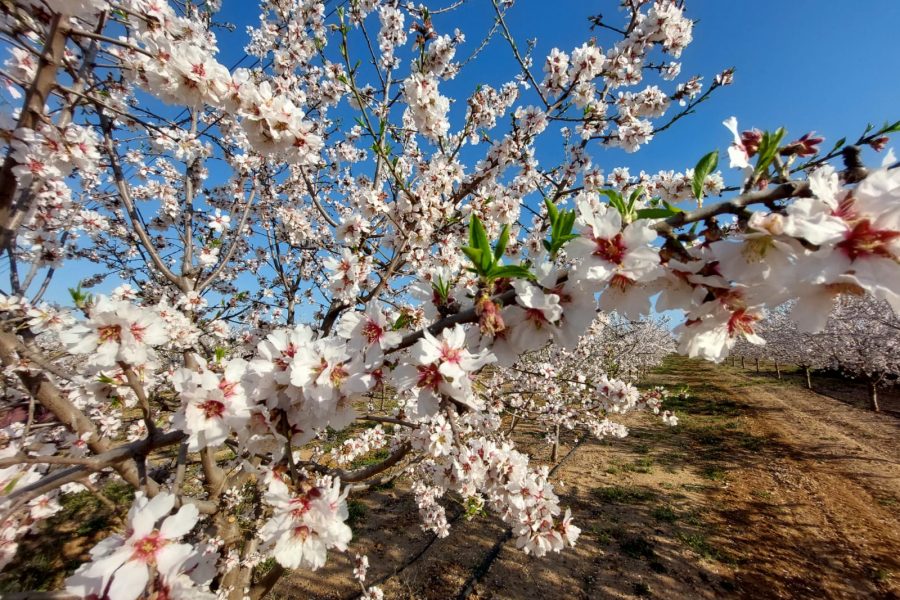 Almendros en flor