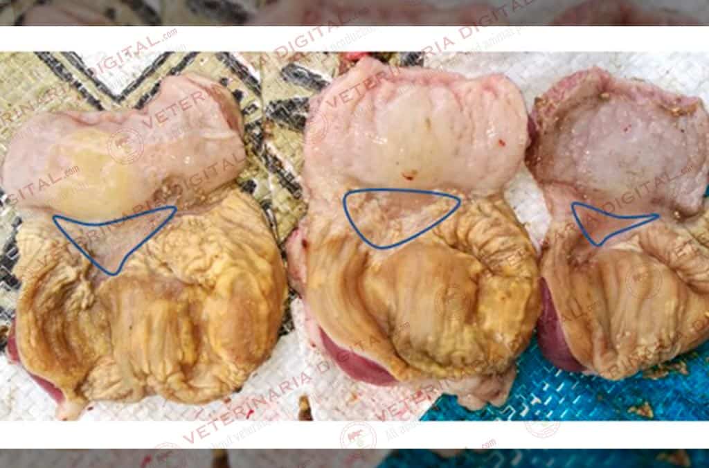 Lesiones por C. perfringens en proventrículo