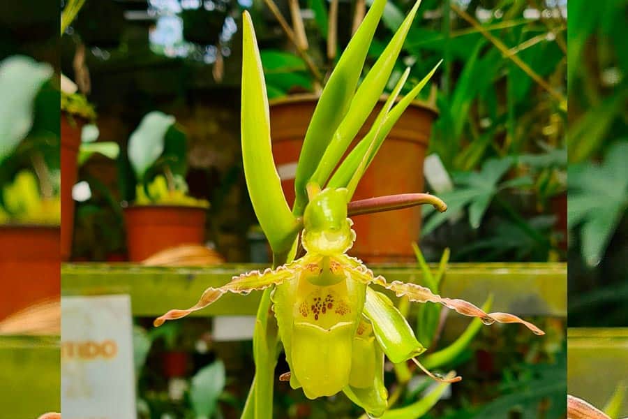 Orquídeas del Perú