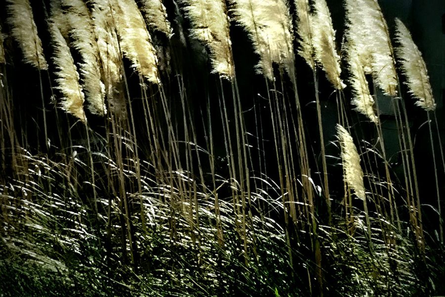 Wind